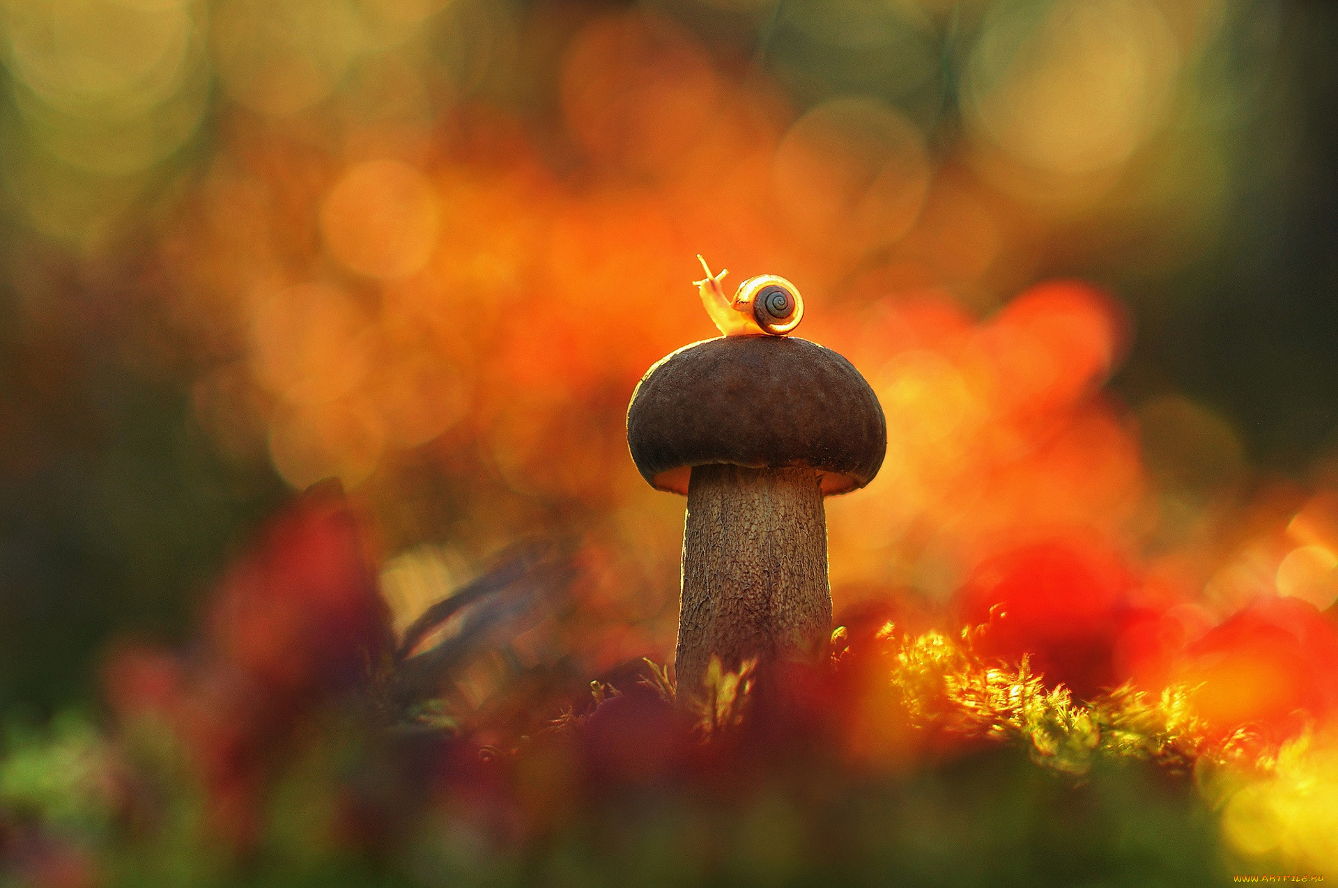 ��������, ������, ����